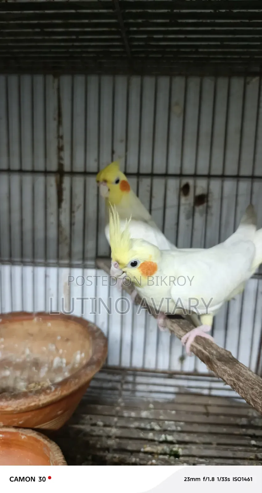 লুটিনো কোকাটেল মাস্টার পেয়ার