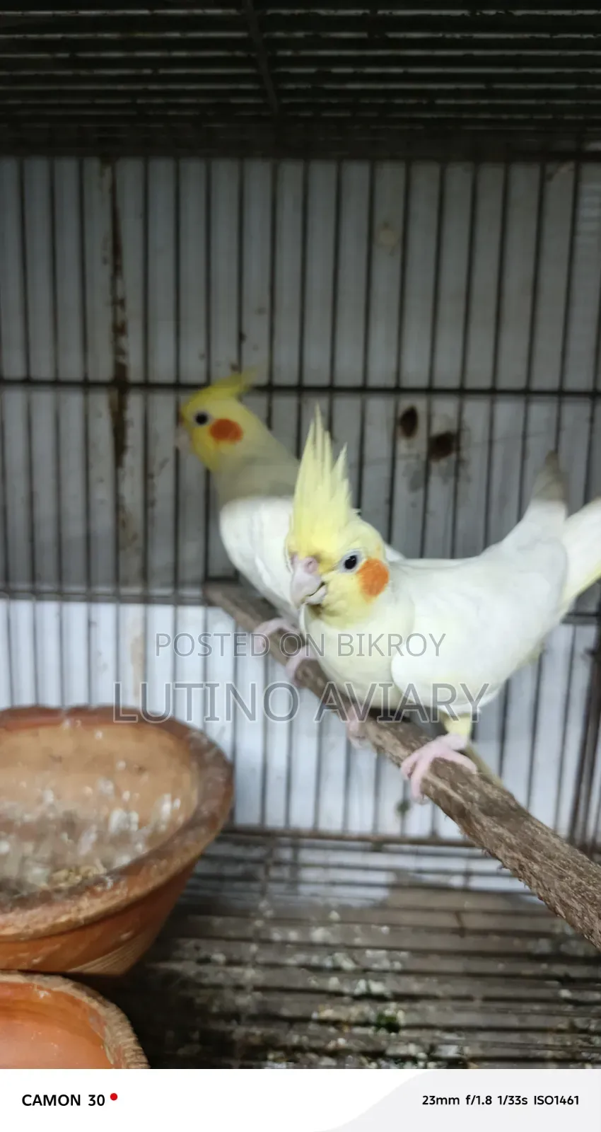লুটিনো কোকাটেল মাস্টার পেয়ার