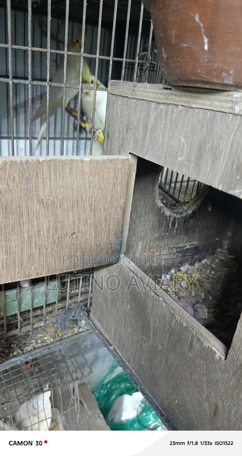 লুটিনো কোকাটেল মাস্টার পেয়ার