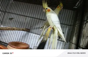 লুটিনো পাল ককাটেল মাস্টার পেয়ার