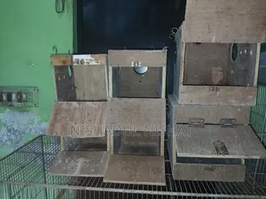 পাখির বক্স