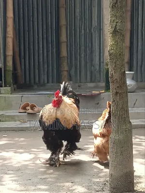 অরিজিনাল ব্রাহমা ২ পিস ৫০০০ টাকা পিস সুজানগর