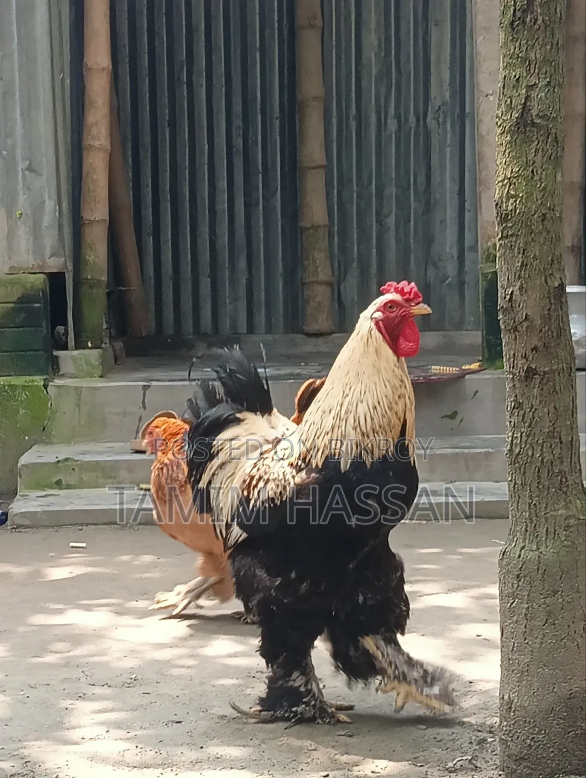 অরিজিনাল ব্রাহমা ২ পিস ৫০০০ টাকা পিস সুজানগর