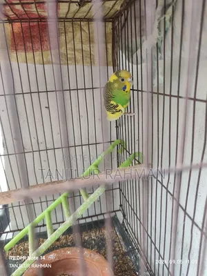 ২ জোড়া বাজরিগার বিক্রয় হবে