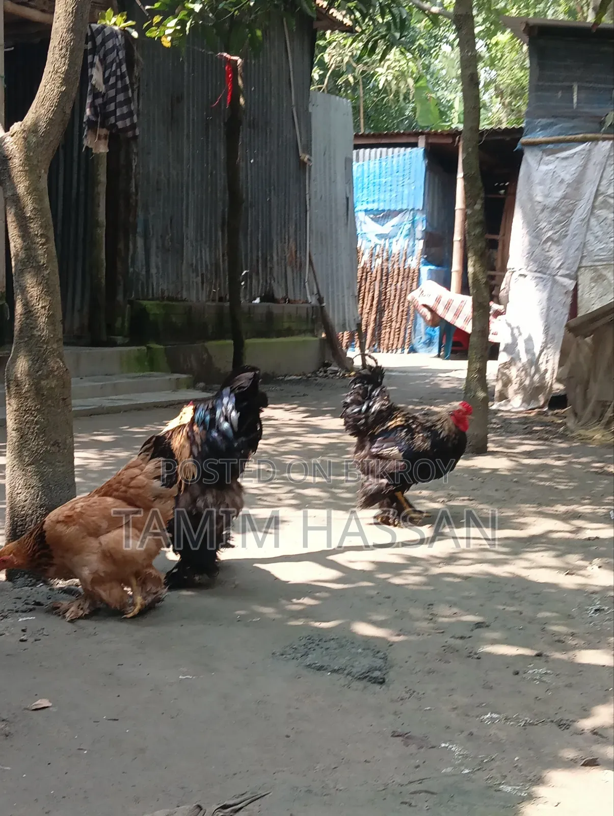 অরিজিনাল ব্রাহমা ২পিস ৫০০০ টাকা পিস - সুজানগর