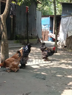 অরিজিনাল ব্রাহমা ২পিস ৫০০০ টাকা পিস - সুজানগর