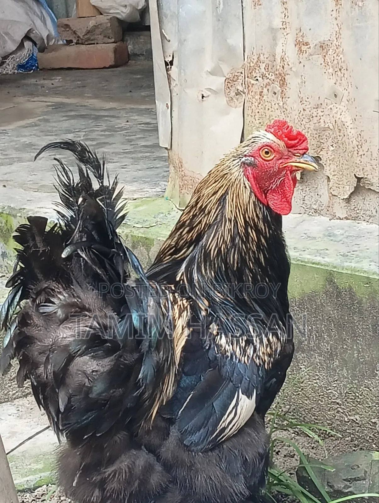 অরিজিনাল ব্রাহমা ২পিস ৫০০০ টাকা পিস - সুজানগর