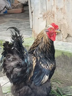 অরিজিনাল ব্রাহমা ২পিস ৫০০০ টাকা পিস - সুজানগর