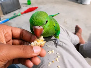 বাচ্চাসহ এক জোরা কথাবলা রিংনেক