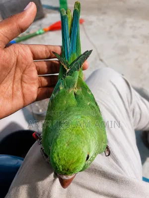 বাচ্চাসহ এক জোরা কথাবলা রিংনেক