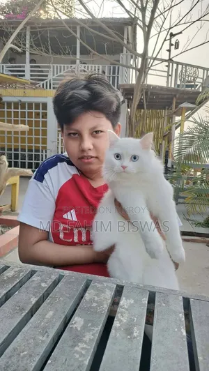 6-12 Months Male Purebred Persian
