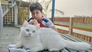 ৬-১২ মাসের নর খাঁটি পার্সিয়ান