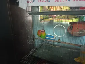 Love Bird Running Pair