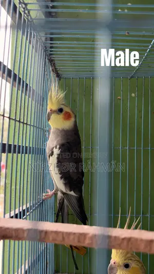 Cockatiel Pair Big Size Sell ( Only Birds )