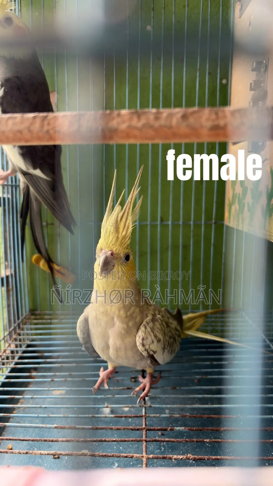 Cockatiel Pair Big Size Sell ( Only Birds )