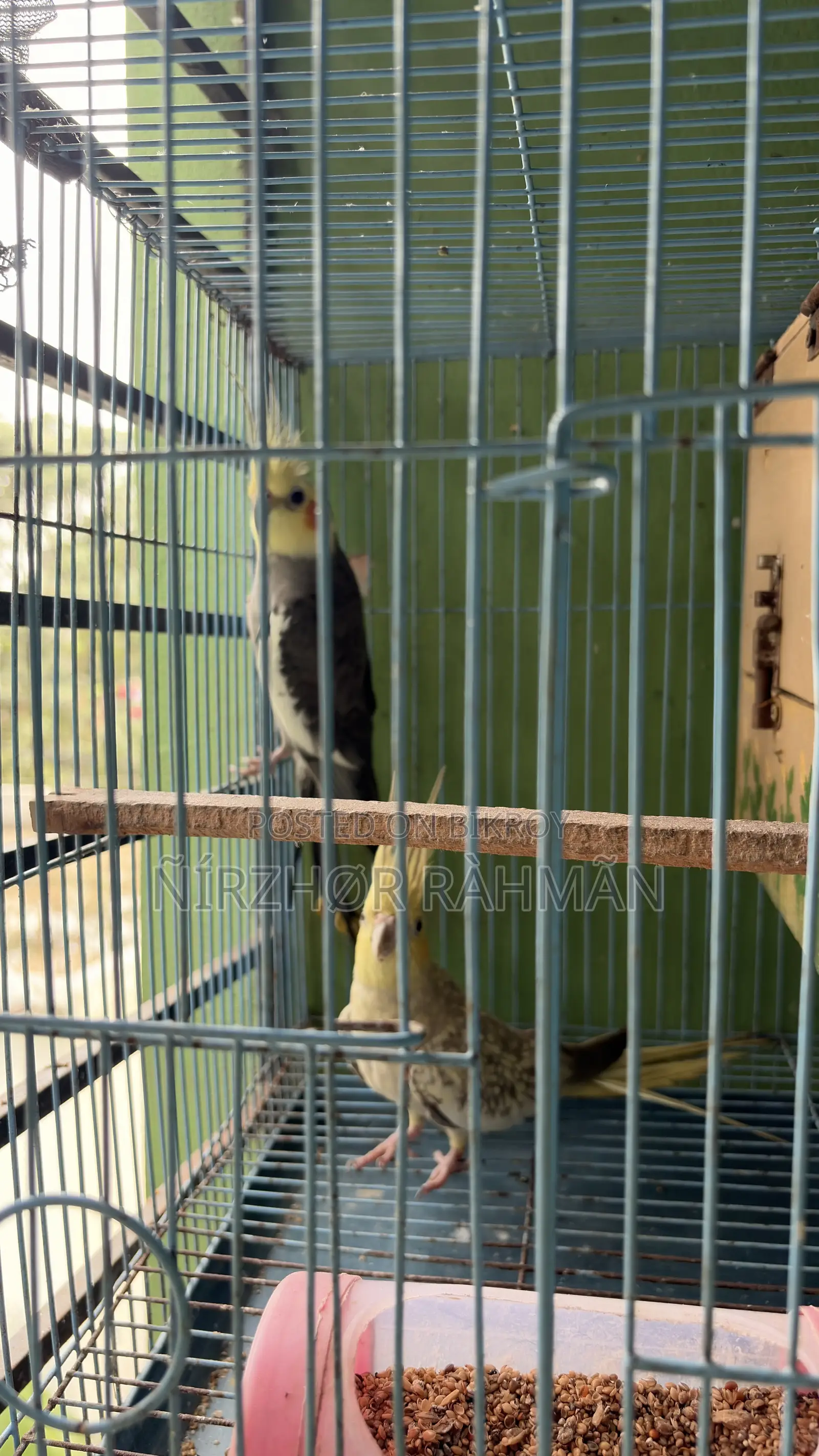 Cockatiel Pair Big Size Sell ( Only Birds )