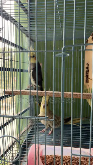 Cockatiel Pair Big Size Sell ( Only Birds )