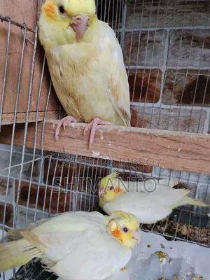 Cockatiel Bird for Sale
