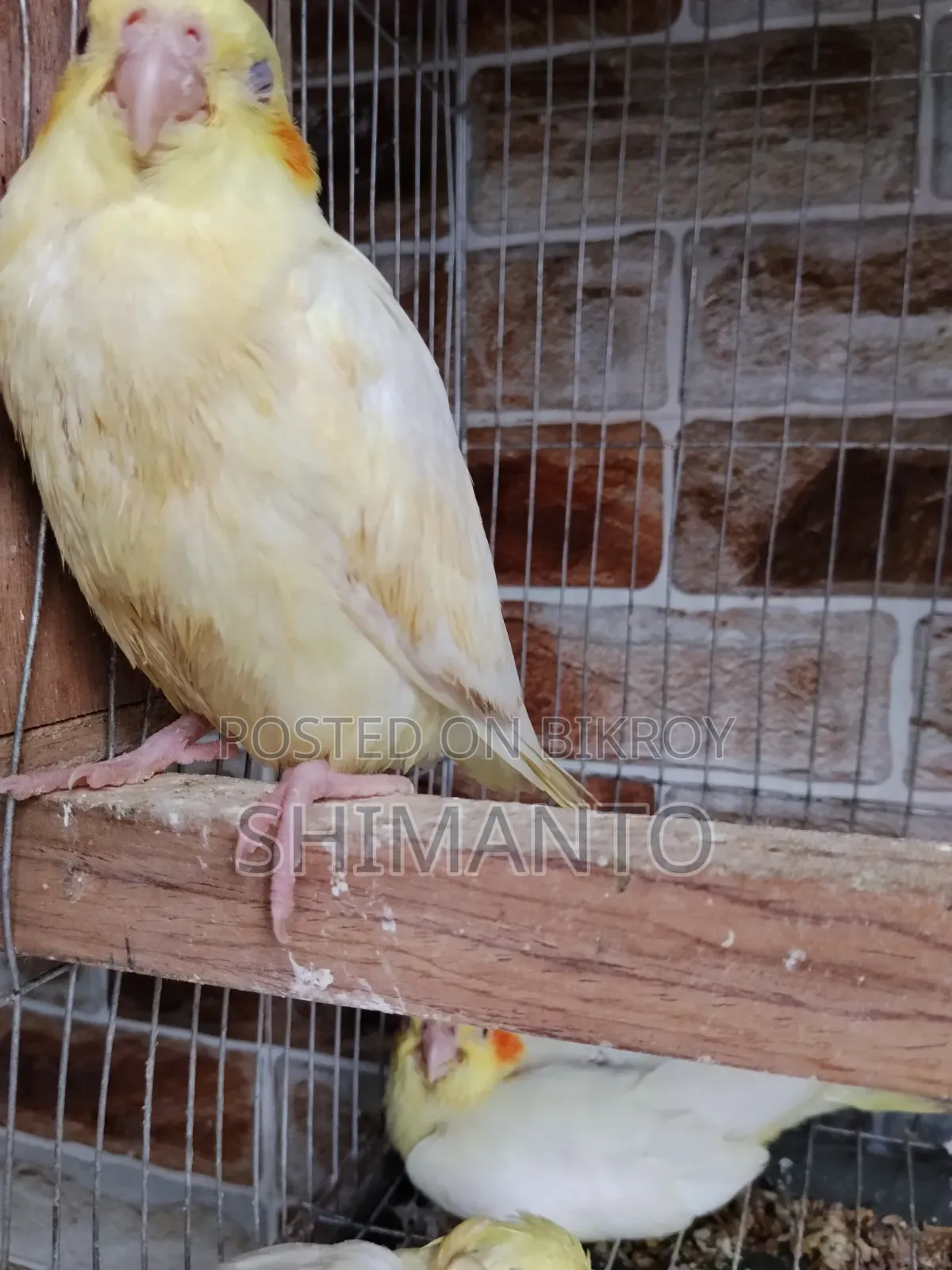 Cockatiel Bird for Sale