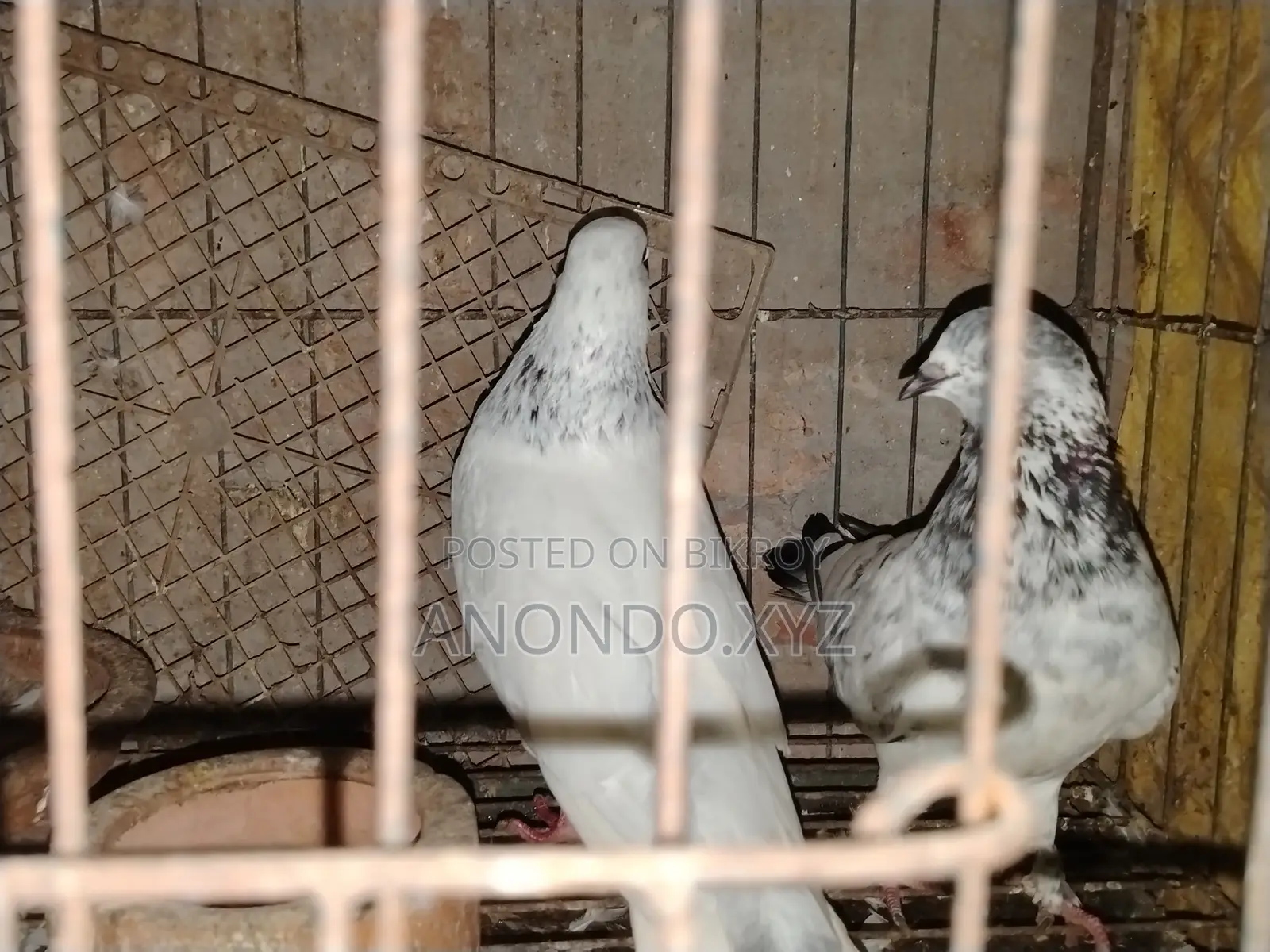 দেশি কবুতর জোড়া। Pegion Pair
