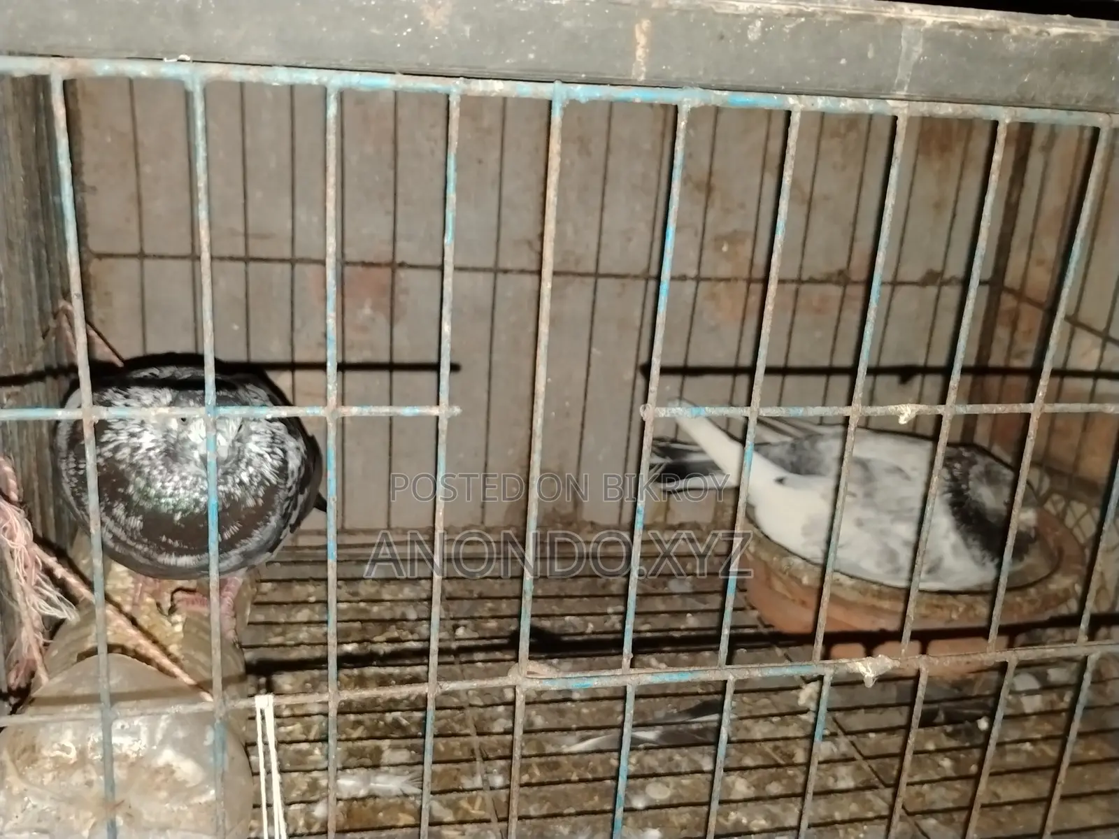 দেশি কবুতর জোড়া। Pegion Pair
