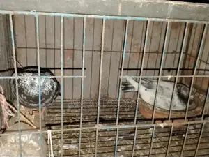 দেশি কবুতর জোড়া। Pegion Pair
