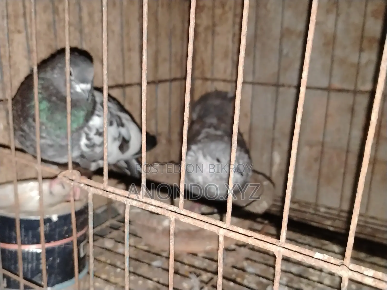 দেশি কবুতর জোড়া। Pegion Pair
