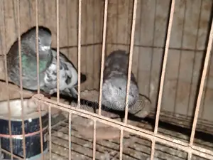 দেশি কবুতর জোড়া। Pegion Pair