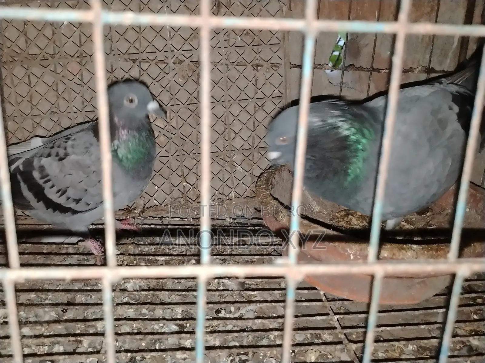 দেশি কবুতর জোড়া। Pegion Pair