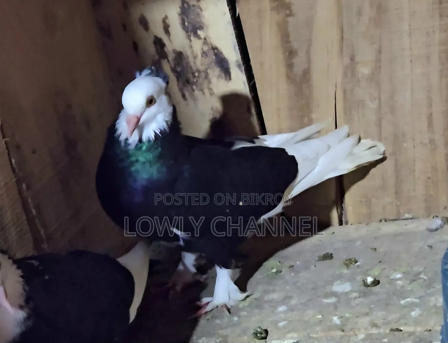 Black Gorra Pigeon