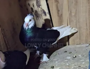 Black Gorra Pigeon