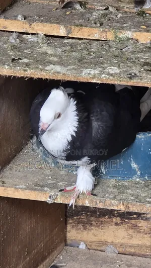 Black Gorra Pigeon
