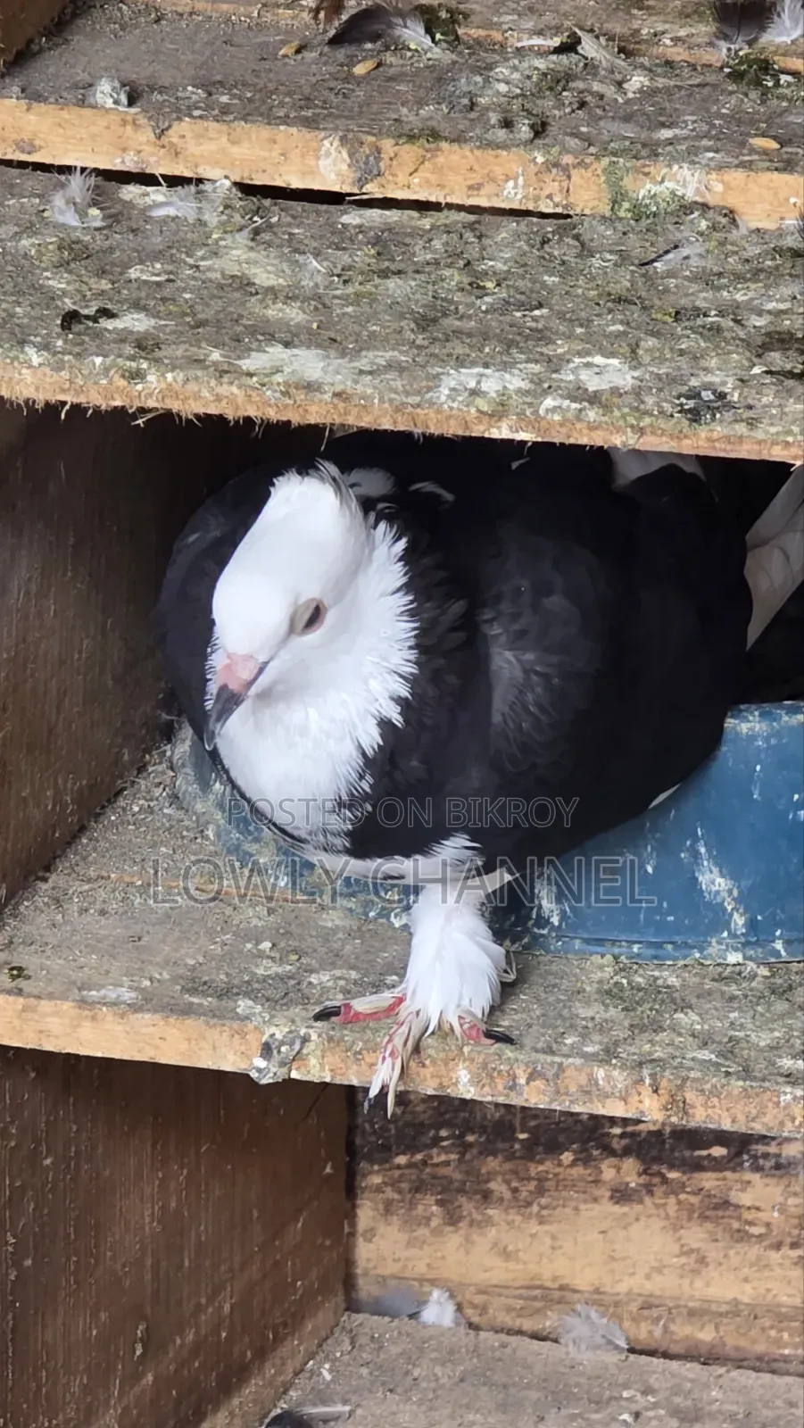 Black Gorra Pigeon