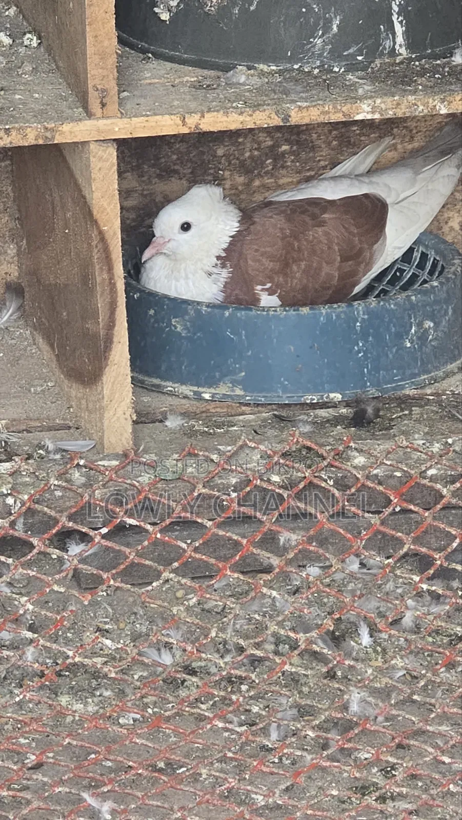 Black Gorra Pigeon
