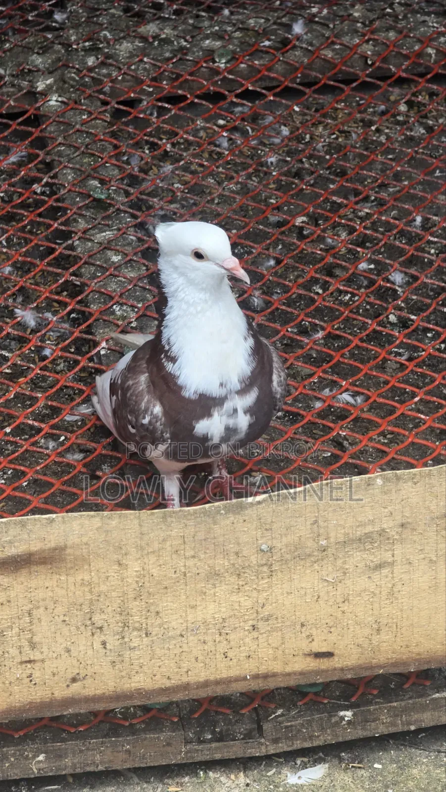 Black Gorra Pigeon