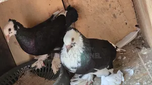 Black Gorra Pigeon