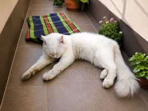 6-12 Months Male Purebred Persian