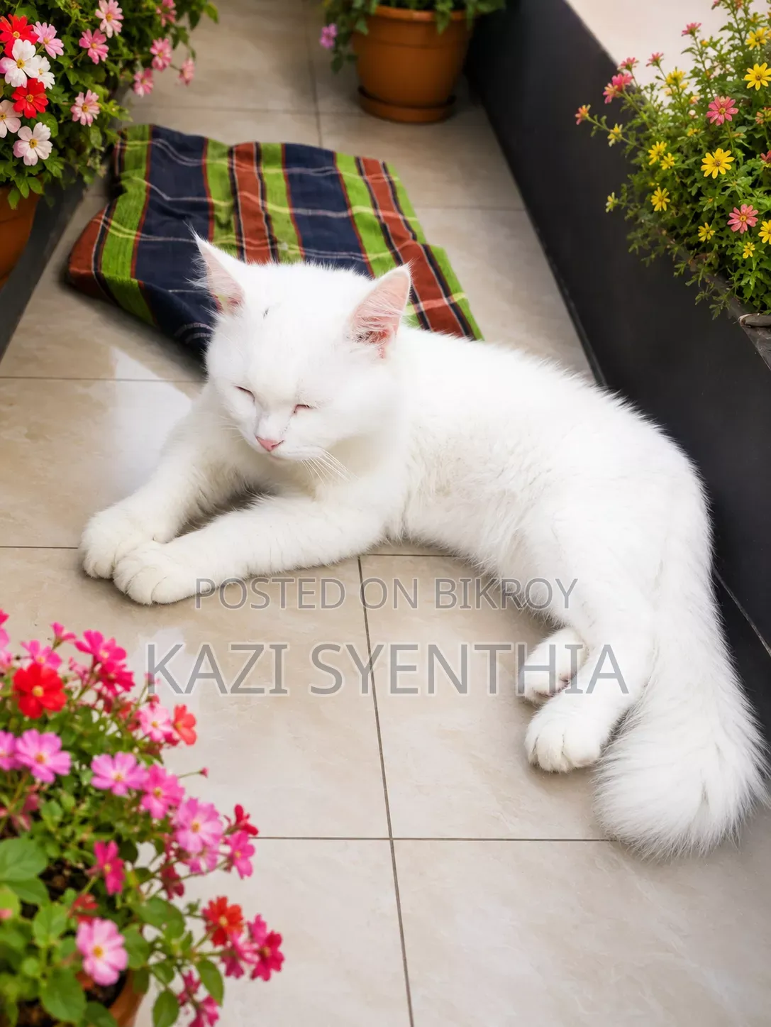 6-12 Months Male Purebred Persian