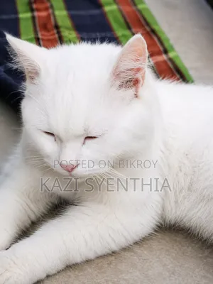 6-12 Months Male Purebred Persian
