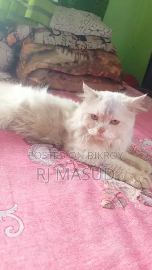 1+ year Male Purebred Persian
