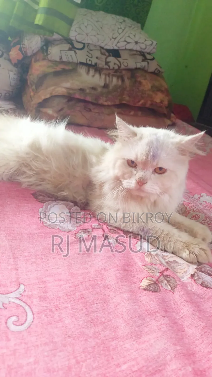 1+ year Male Purebred Persian
