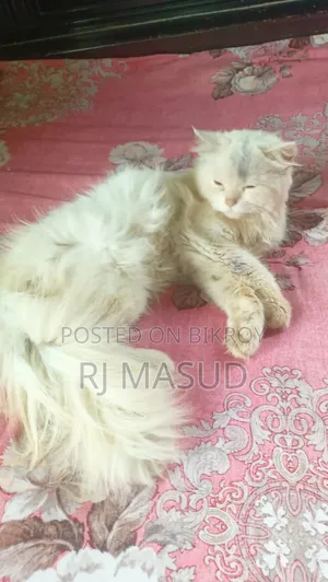 1+ year Male Purebred Persian