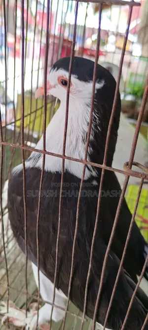 সিরাজি কবুতর বিক্রয়