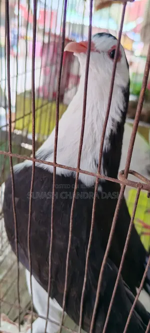 সিরাজি কবুতর বিক্রয়