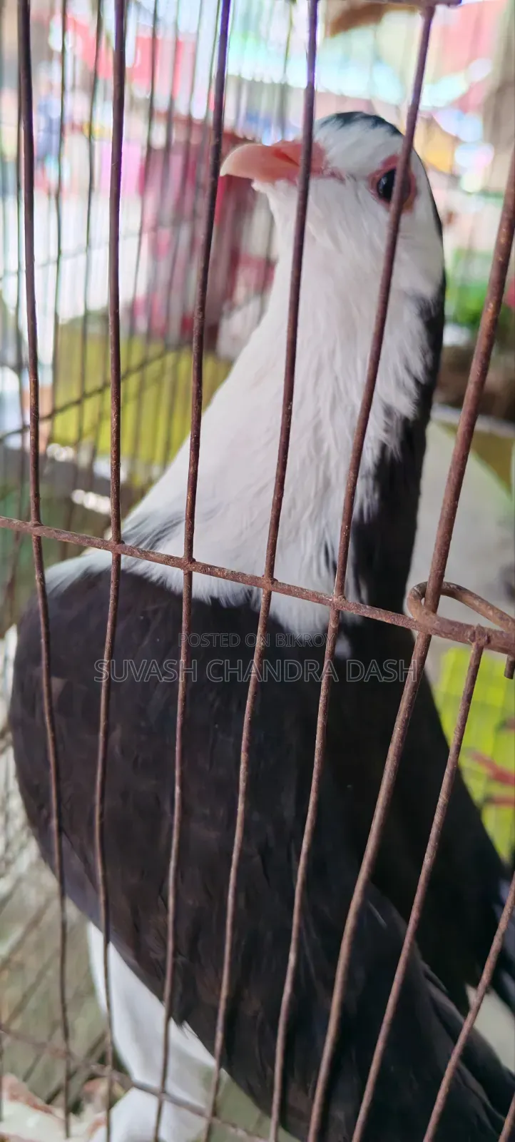 সিরাজি কবুতর বিক্রয়