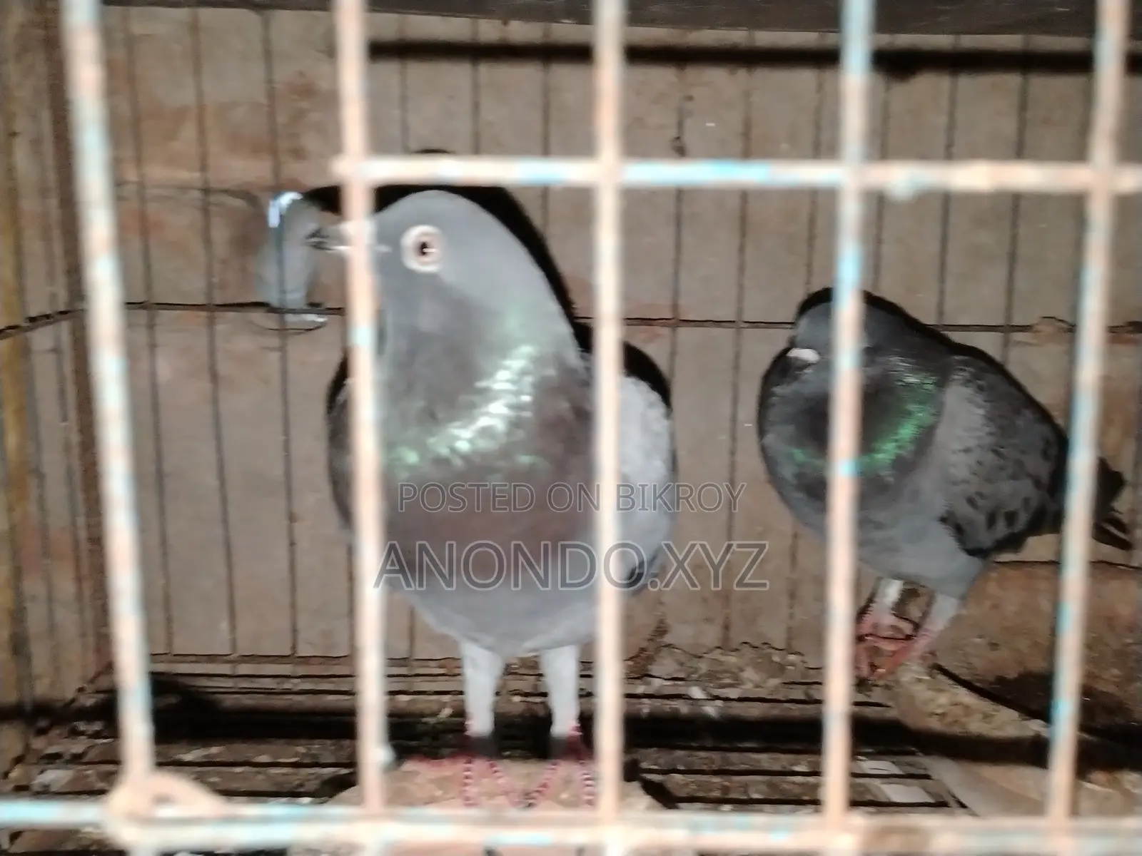 রেসার কবুতর। Racer Pegion