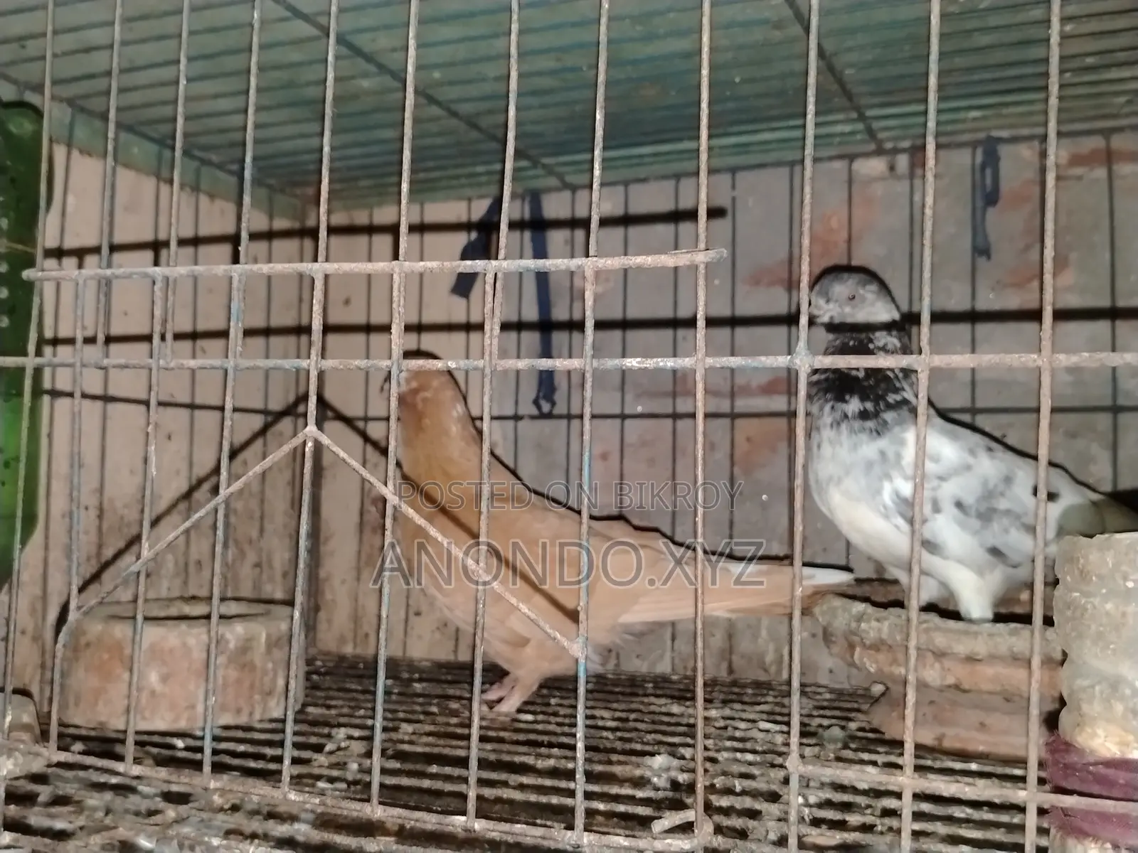 রেসার কবুতর। Racer Pegion