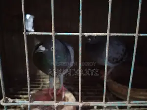 রেসার কবুতর। Racer Pegion