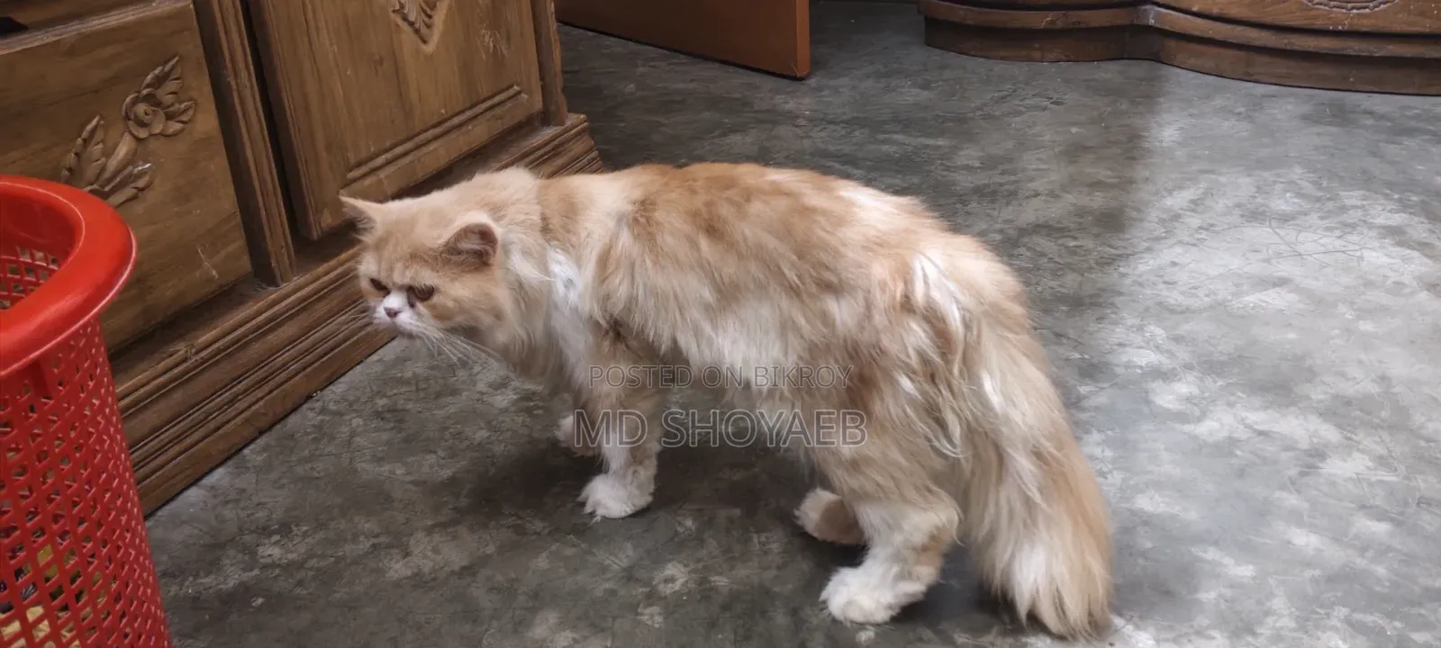 1+ year Female Purebred Persian