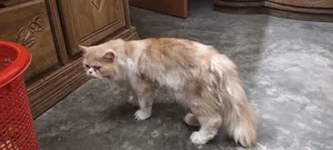 1+ year Female Purebred Persian